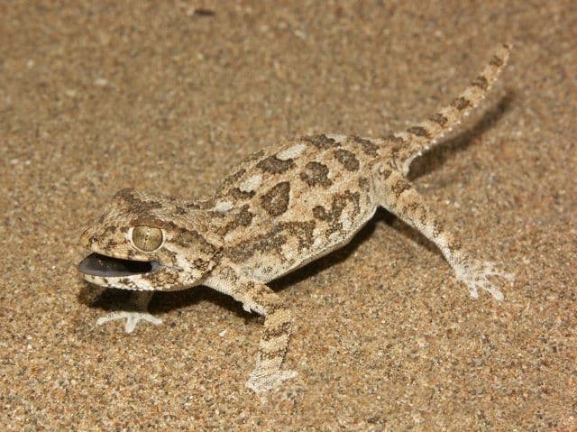 Tarentola chazaliae