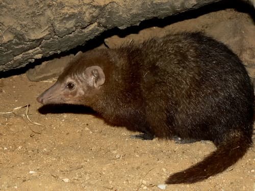 Crossarchus