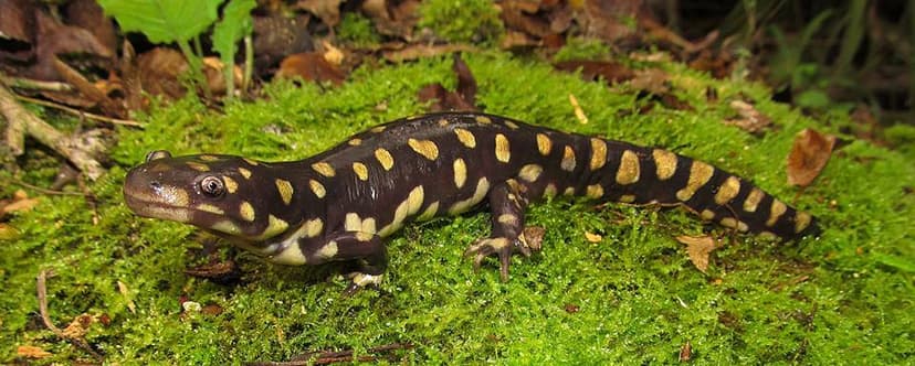 Ambystomatidae