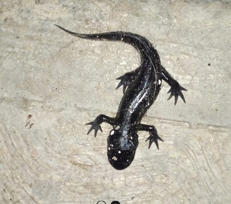 Ambystoma lermaense