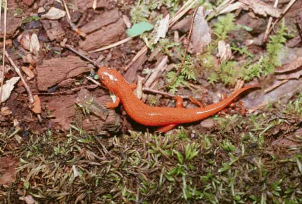Eastern mud salamander