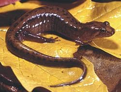 Allegheny Mountain dusky salamander