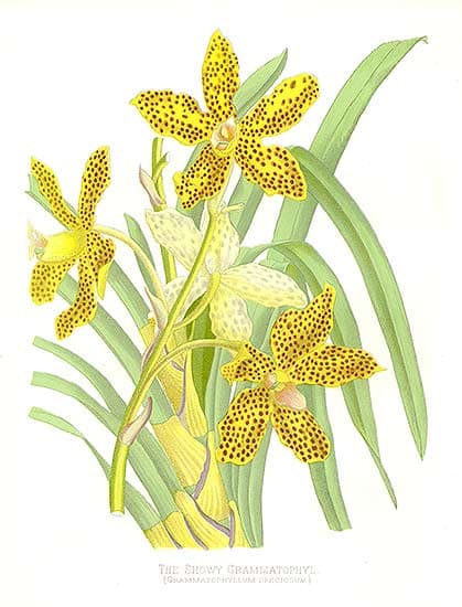 Grammatophyllum