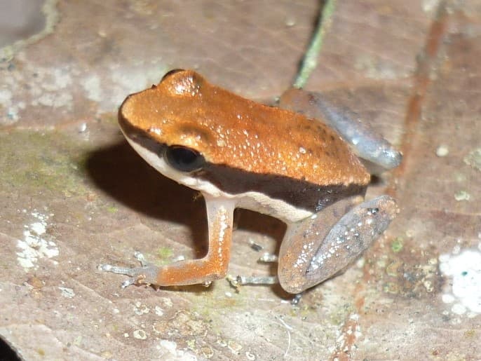 Allobates sumtuosus