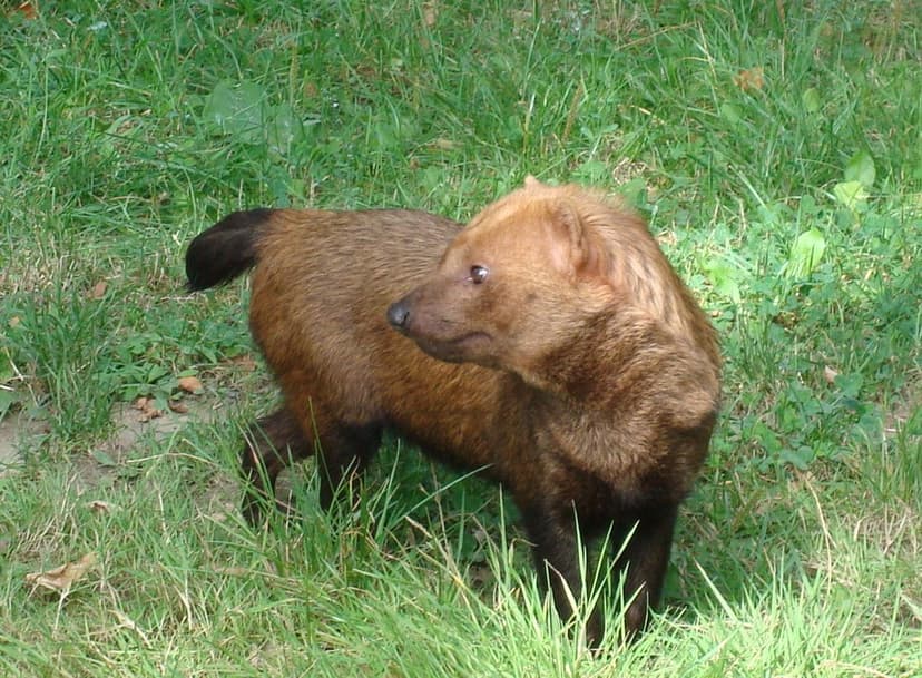 Speothos