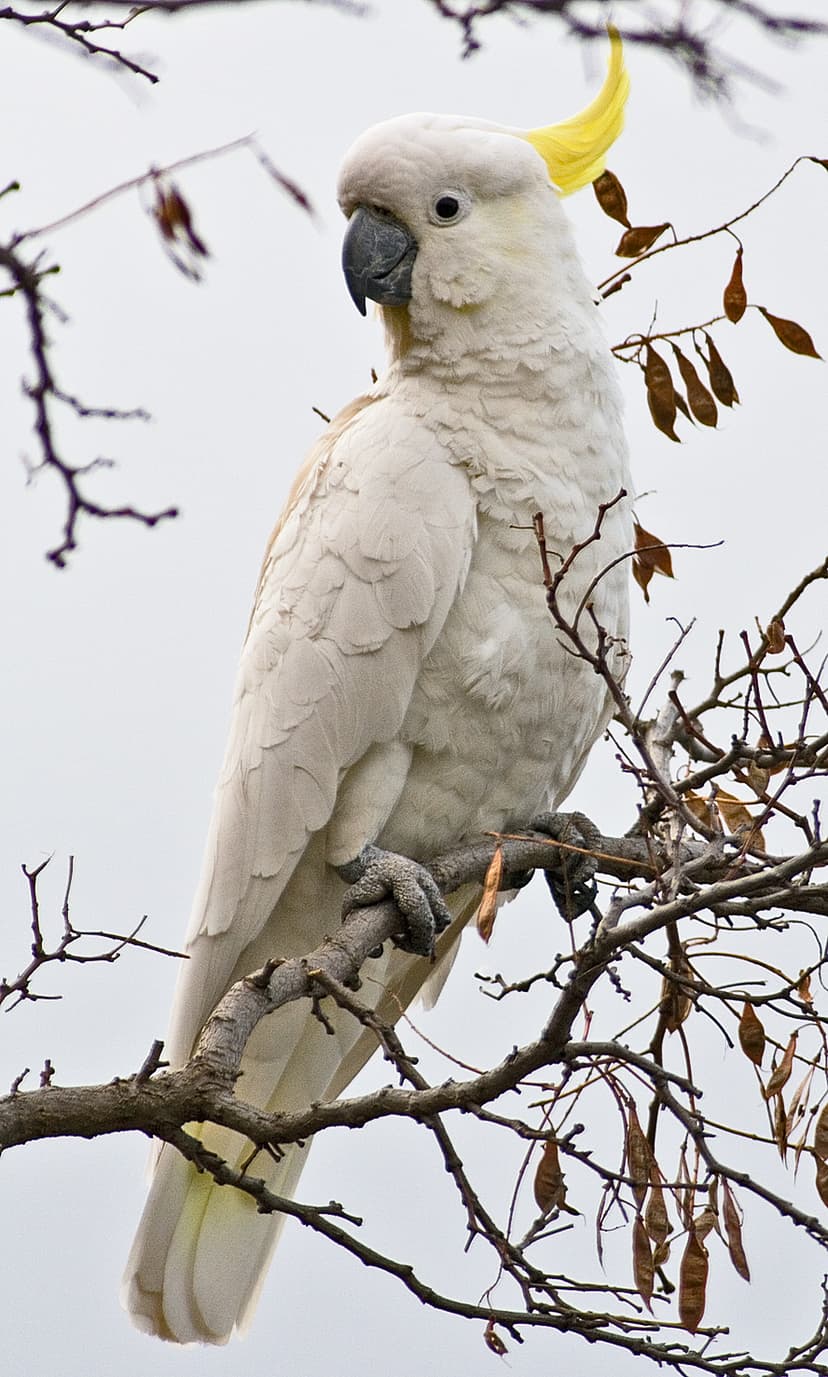 Cacatuidae