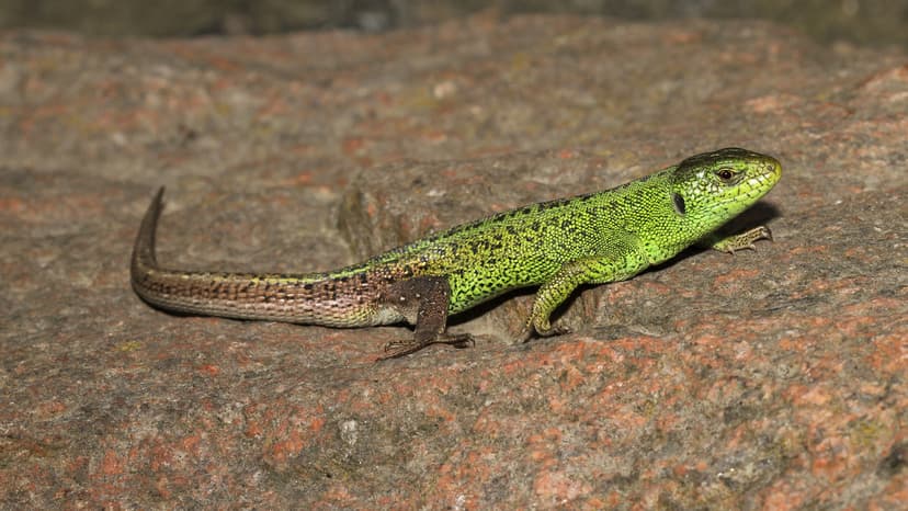 Sand lizard