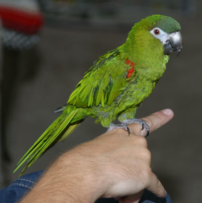 Northern Red-shouldered Macaw