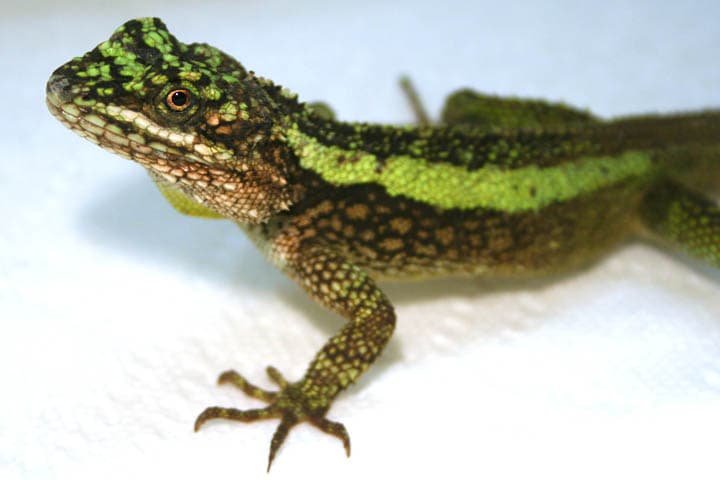 Japalura tree dragon