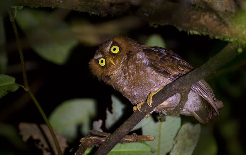 Flores scops owl
