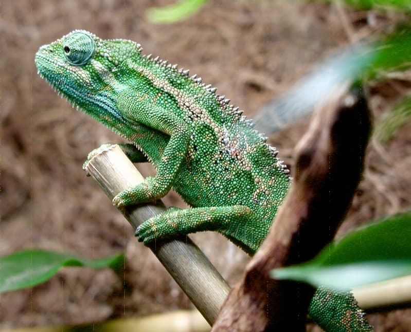 Trioceros ellioti