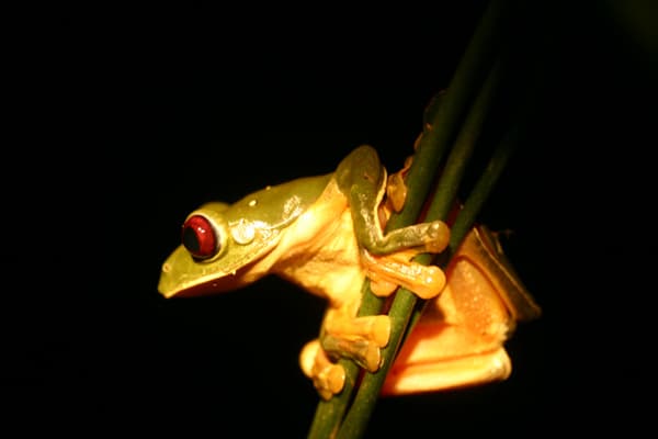 Agalychnis saltator