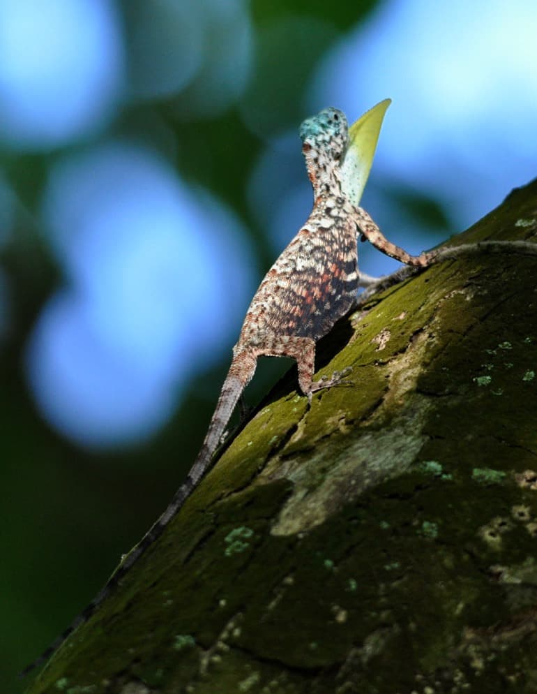 Draco sumatranus