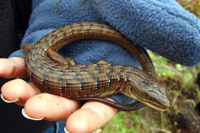Elgaria coerulia