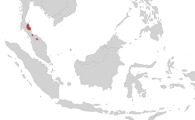 Ichthyophis supachaii