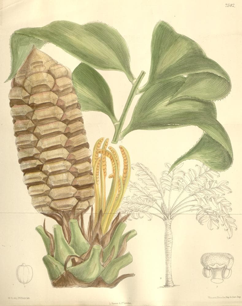 Zamia obliqua