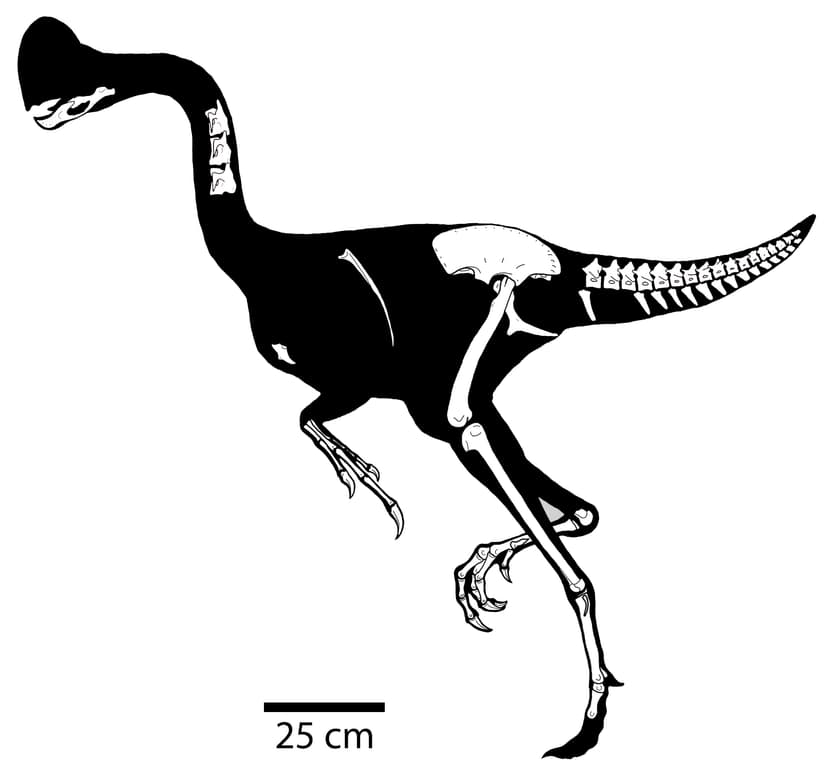 Chirostenotes