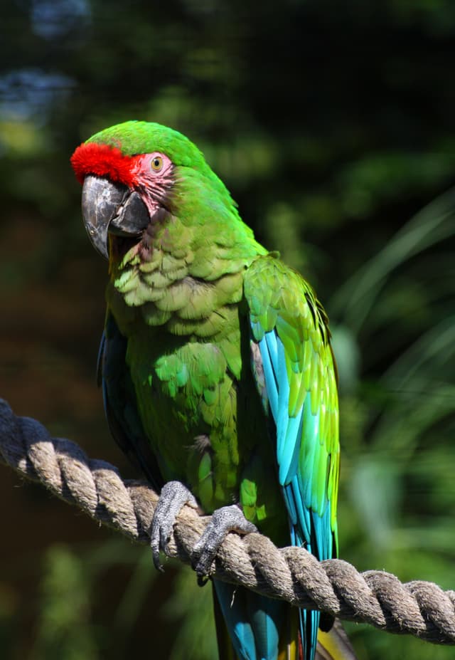 Military macaw