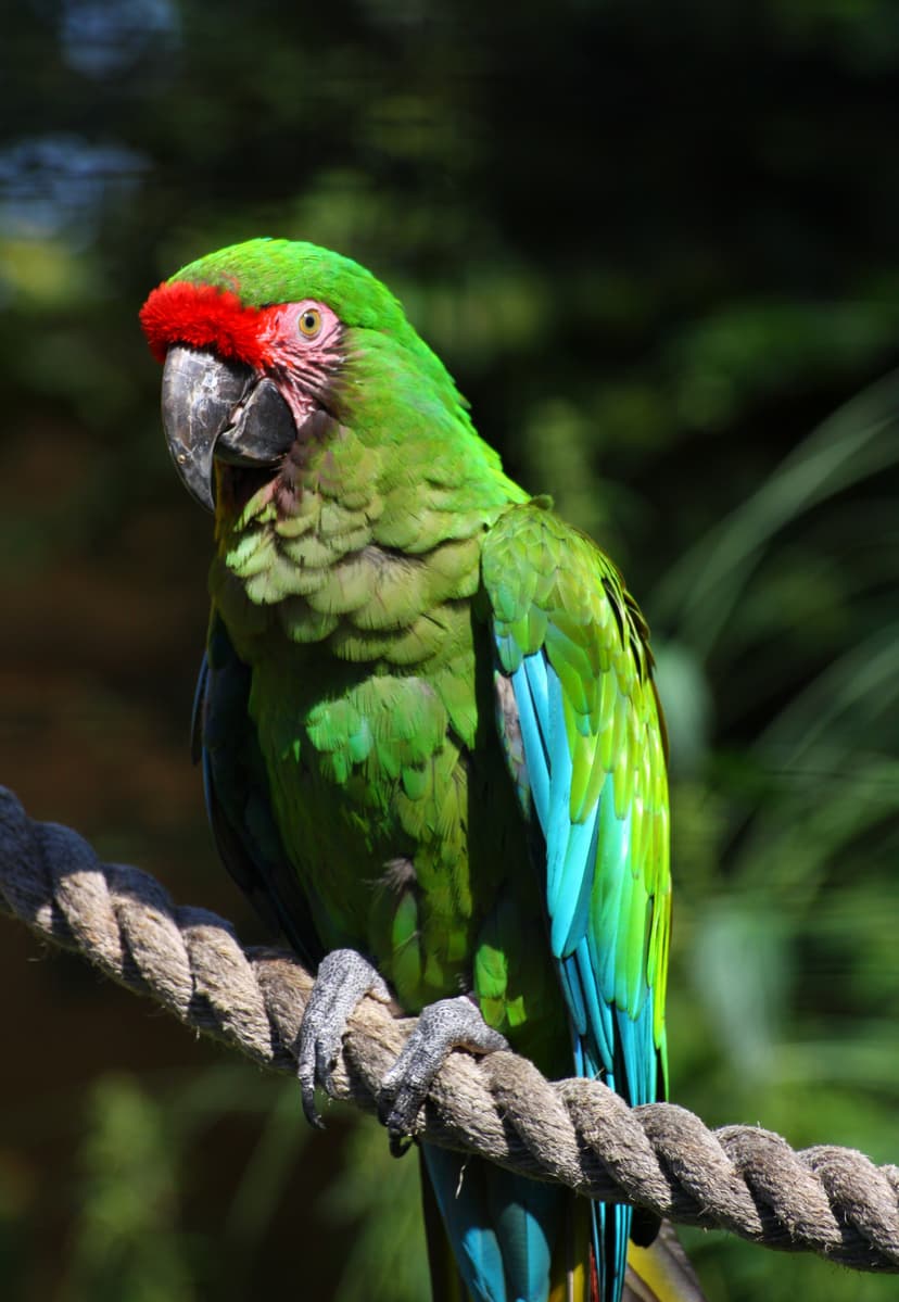 Military macaw