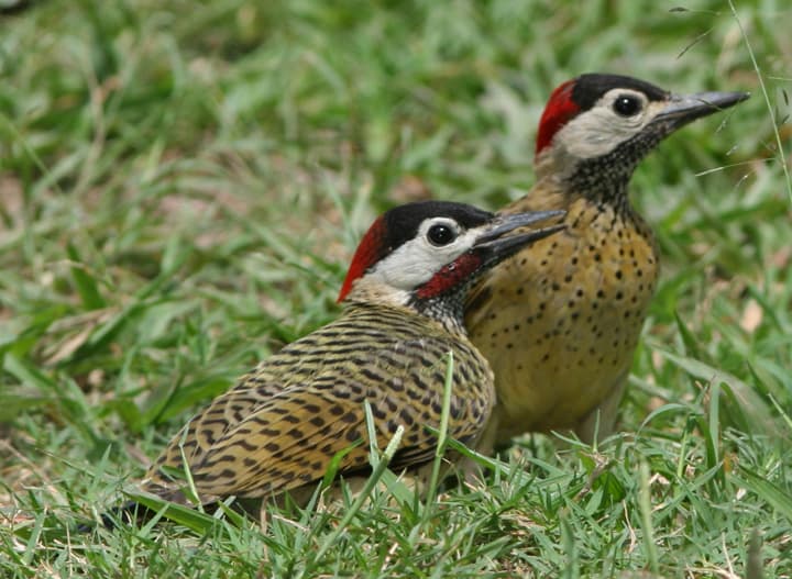 Spot-breasted woodpecker