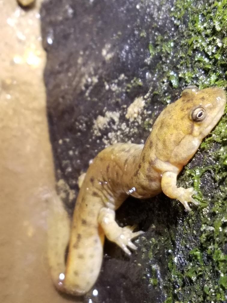 Black mountain salamander