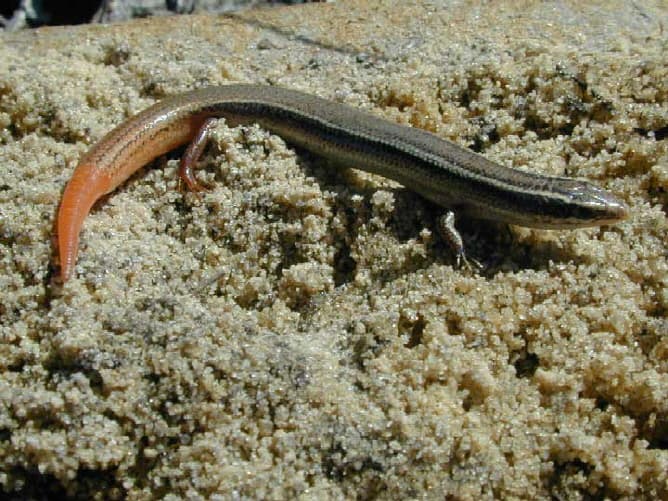 Plestiodon egregius