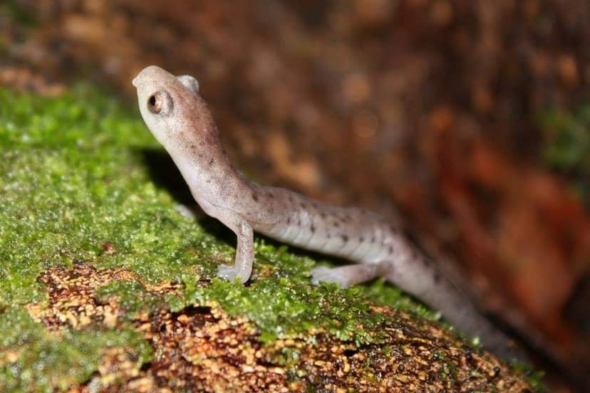 Bolitoglossa alvaradoi