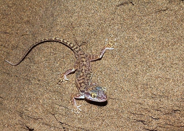 Crossobamon eversmanni