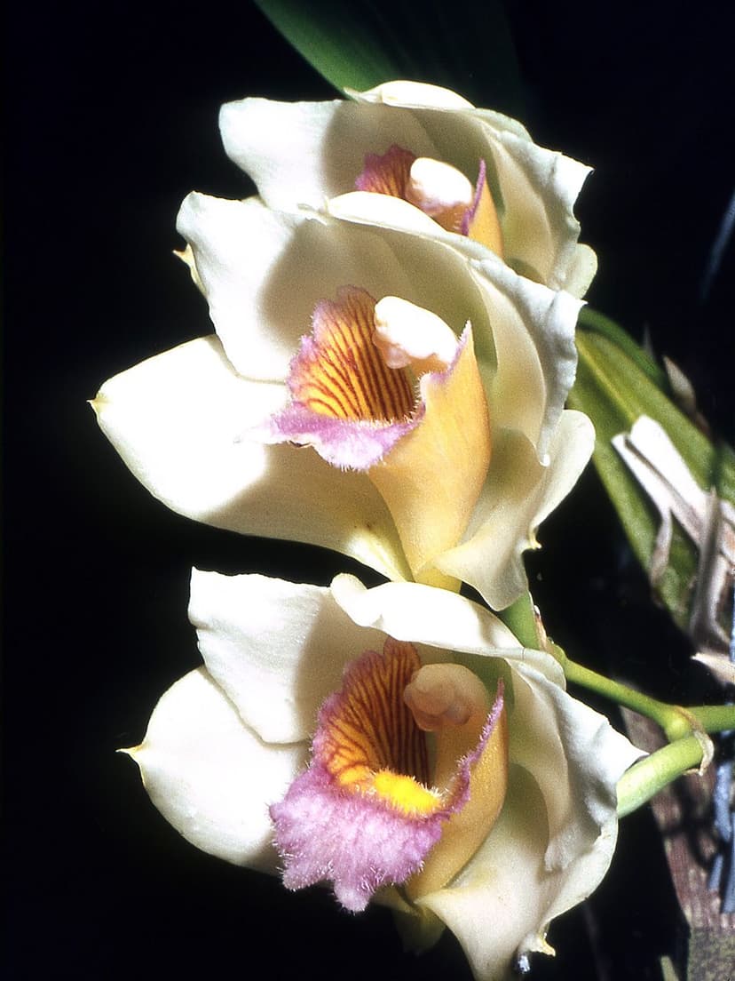 Bifrenaria