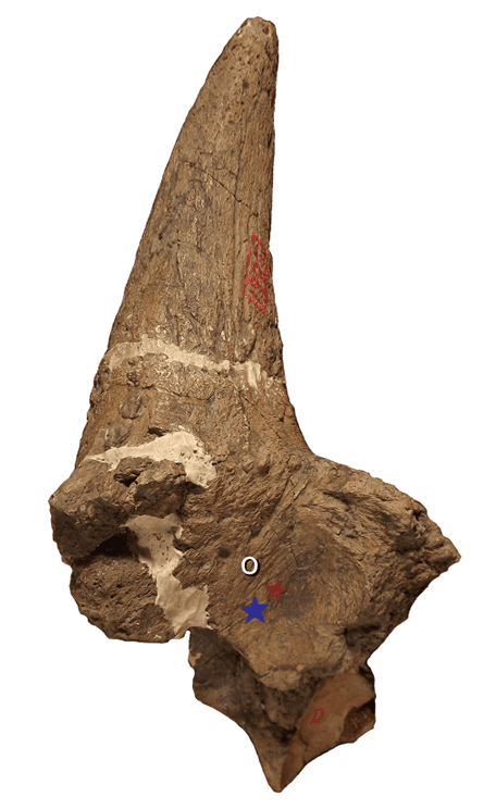 Ceratops