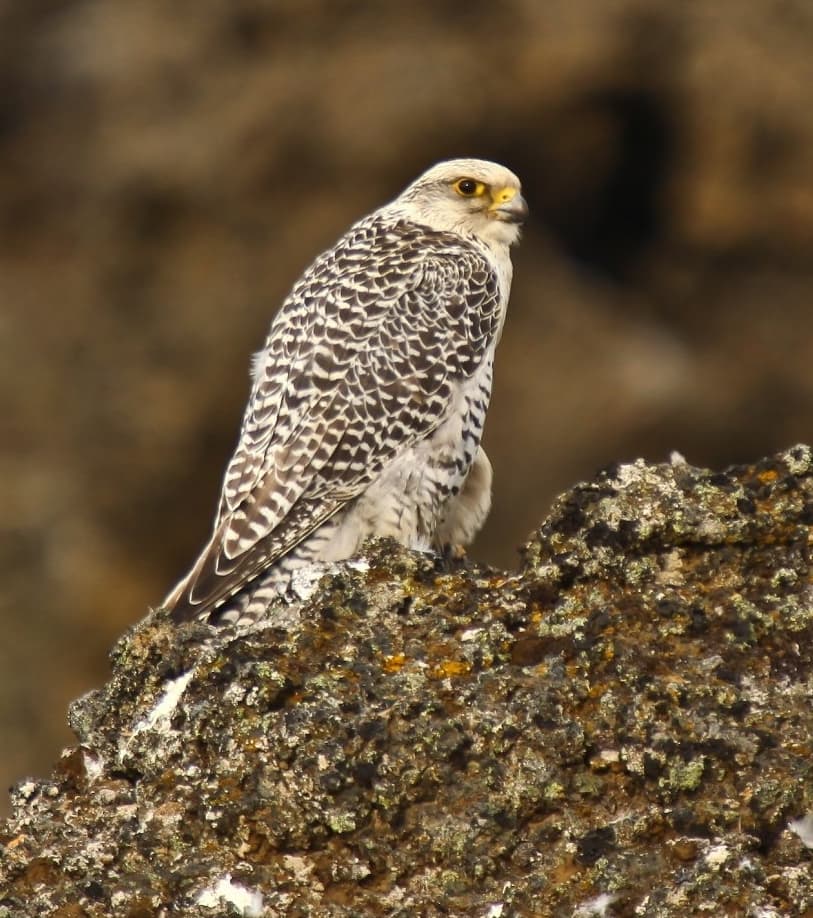 Falco rusticolus