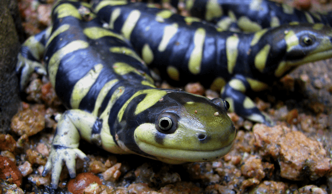 Ambystoma tigrinum