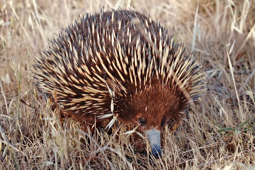 Short-beaked echidna