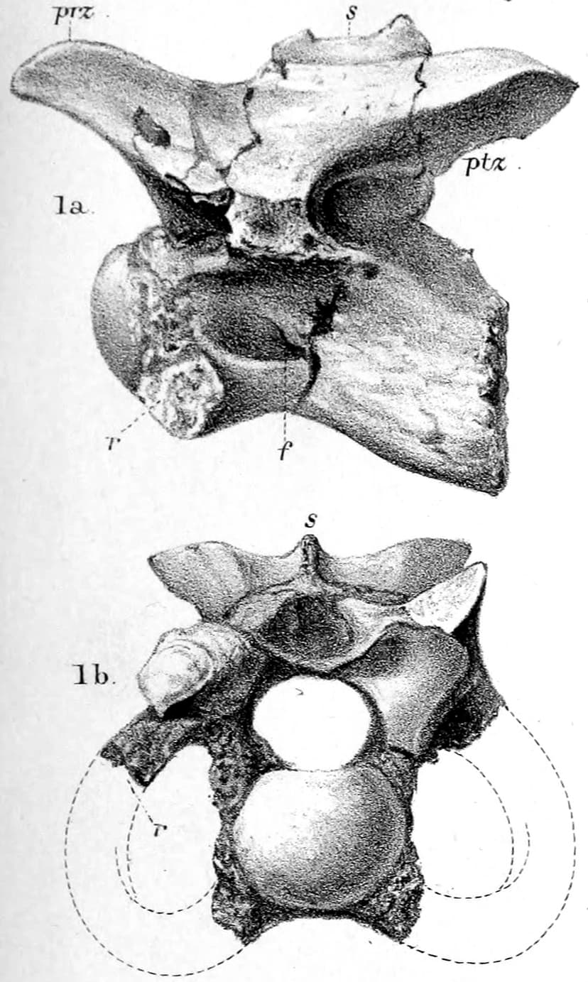 Calamosaurus