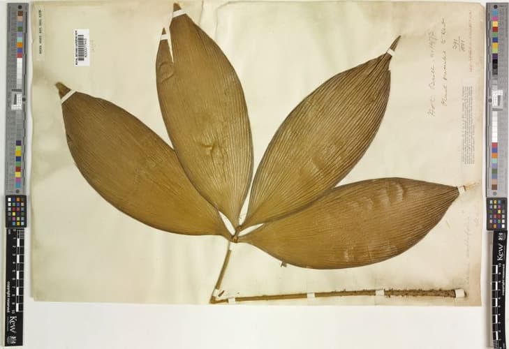 Zamia amplifolia