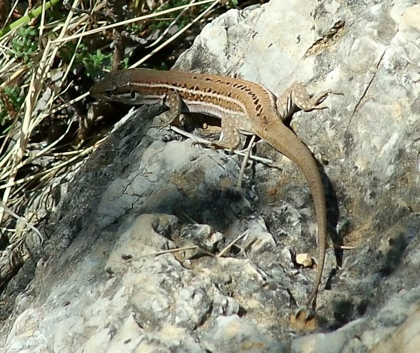 Podarcis melisellensis