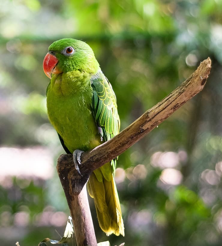 Blue-backed parrot