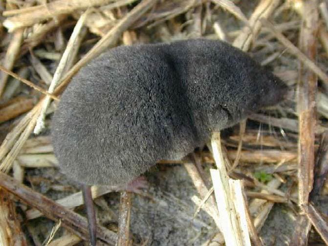 Blarina