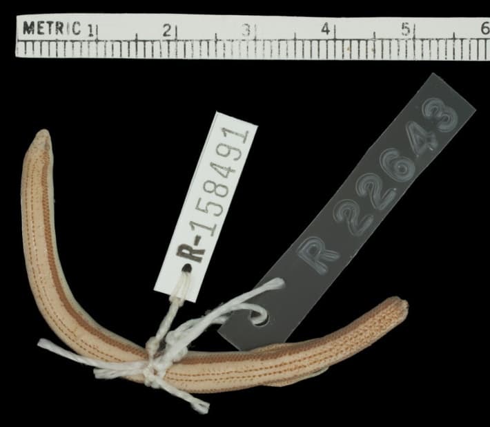 Lerista labialis