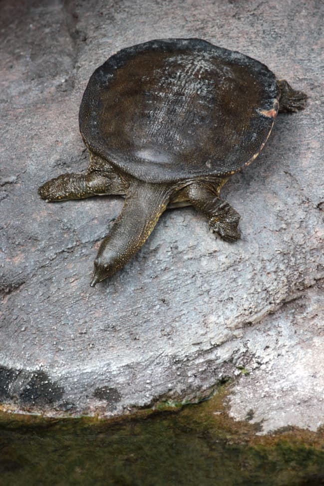 African softshell turtle