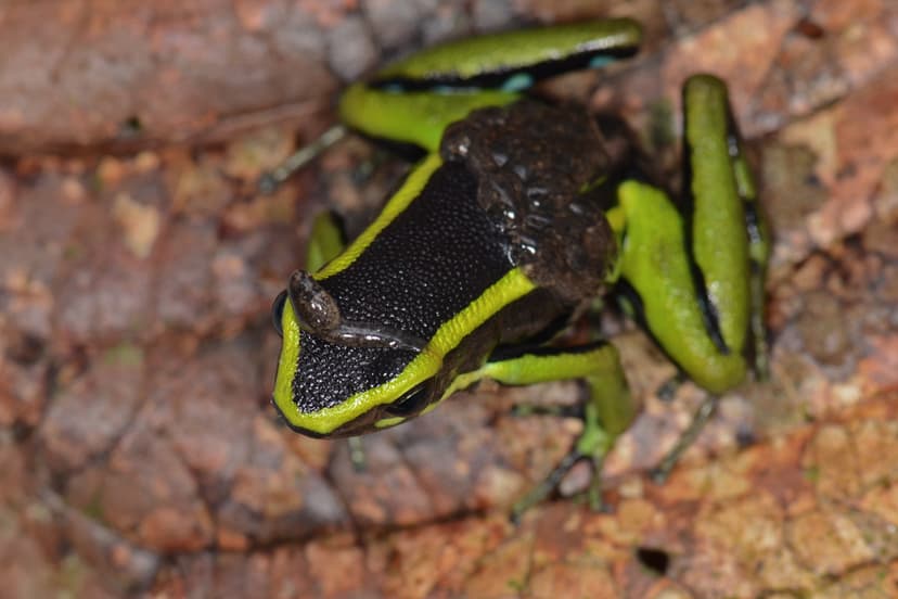 Ameerega trivittata