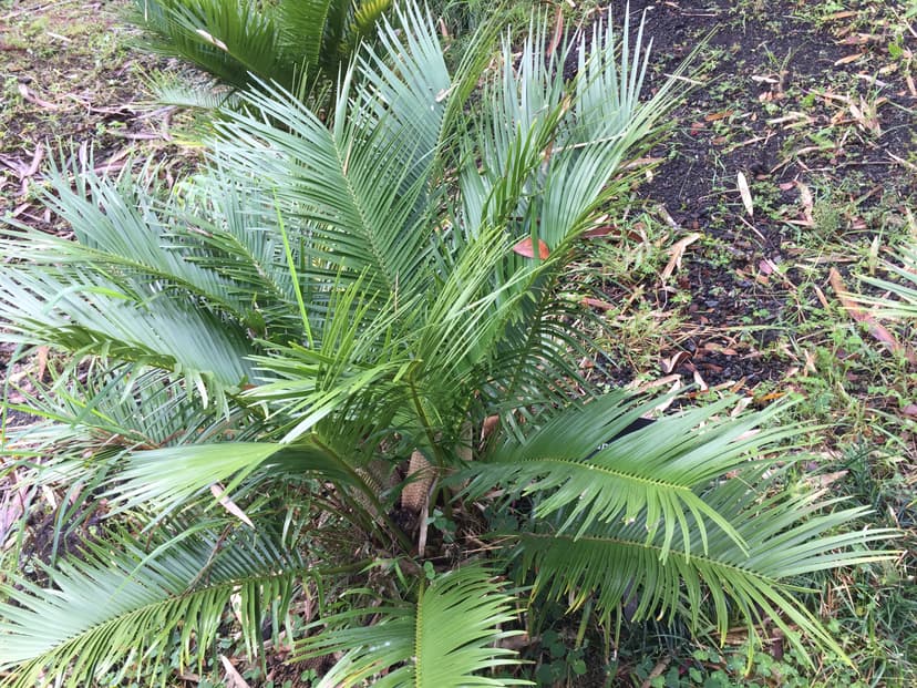 Zamia inermis