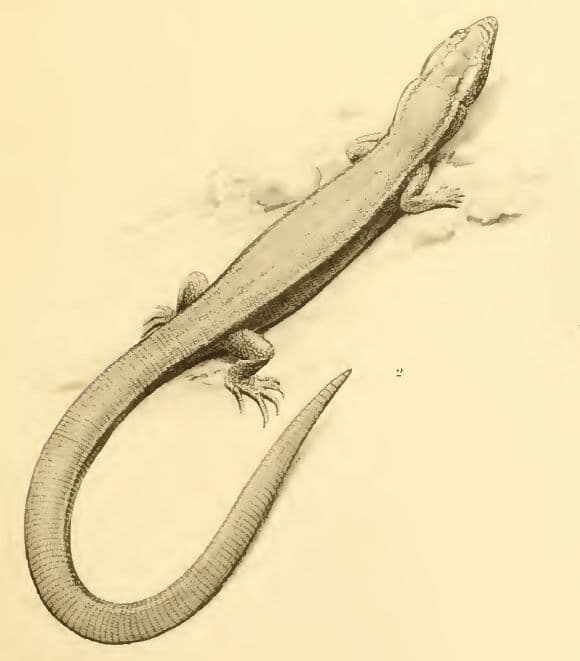 Cuban night lizard