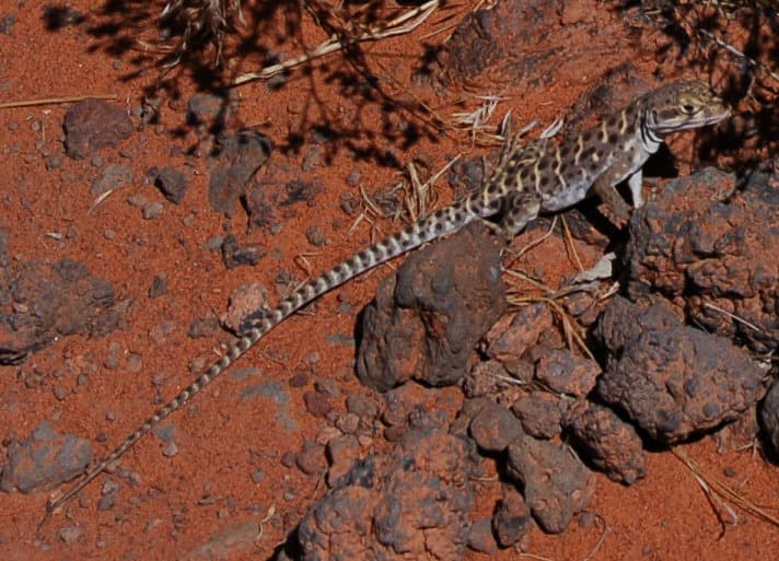 Gambelia wislizenii