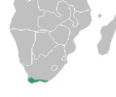 Ceratandra