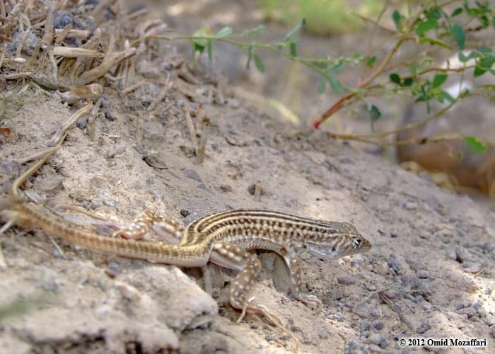 Acanthodactylus cantoris