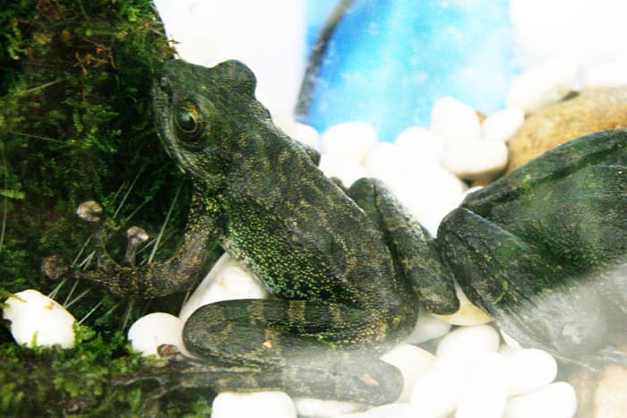 Amolops afghanus