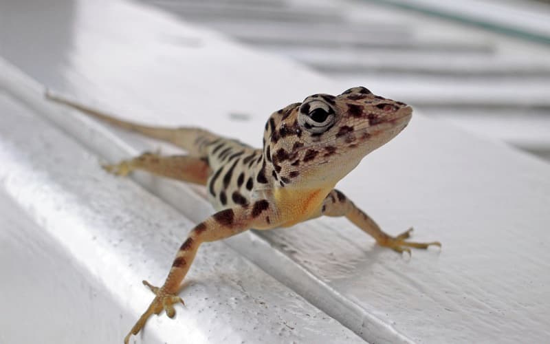 Anolis sabanus