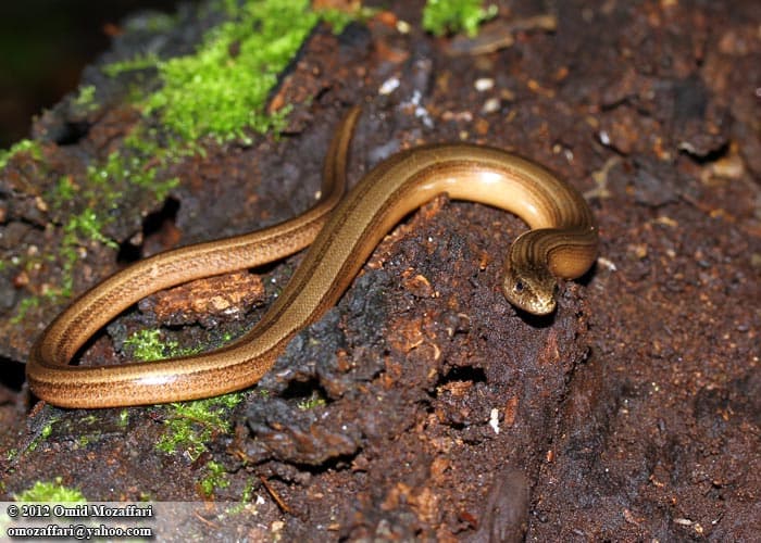 Eastern slowworm