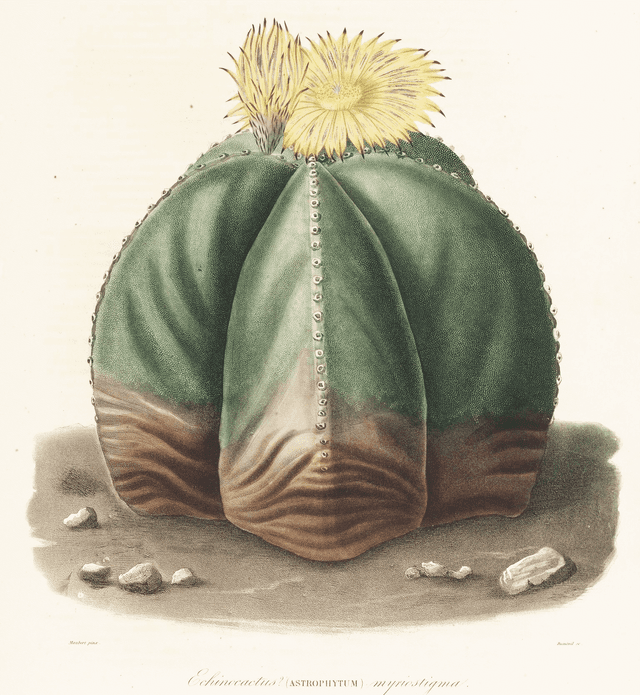 Astrophytum myriostigma